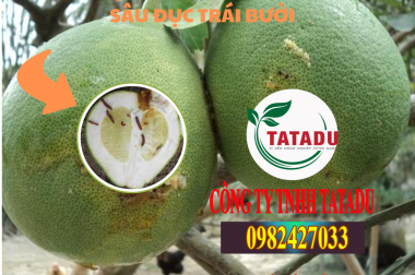 BIỆN PHÁP PHÒNG TRỪ SÂU ĐỤC TRÁI BƯỞI