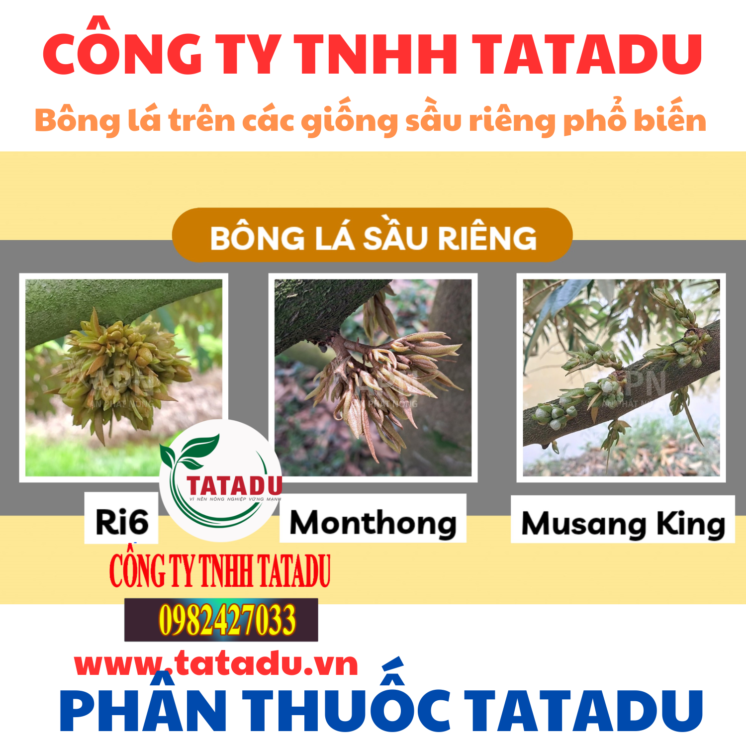 Bong la tren cac giong sau rieng pho bien