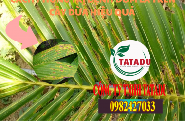 CÁCH PHÒNG TRỊ BỆNH ĐỐM LÁ TRÊN CÂY DỪA HIỆU QUẢ