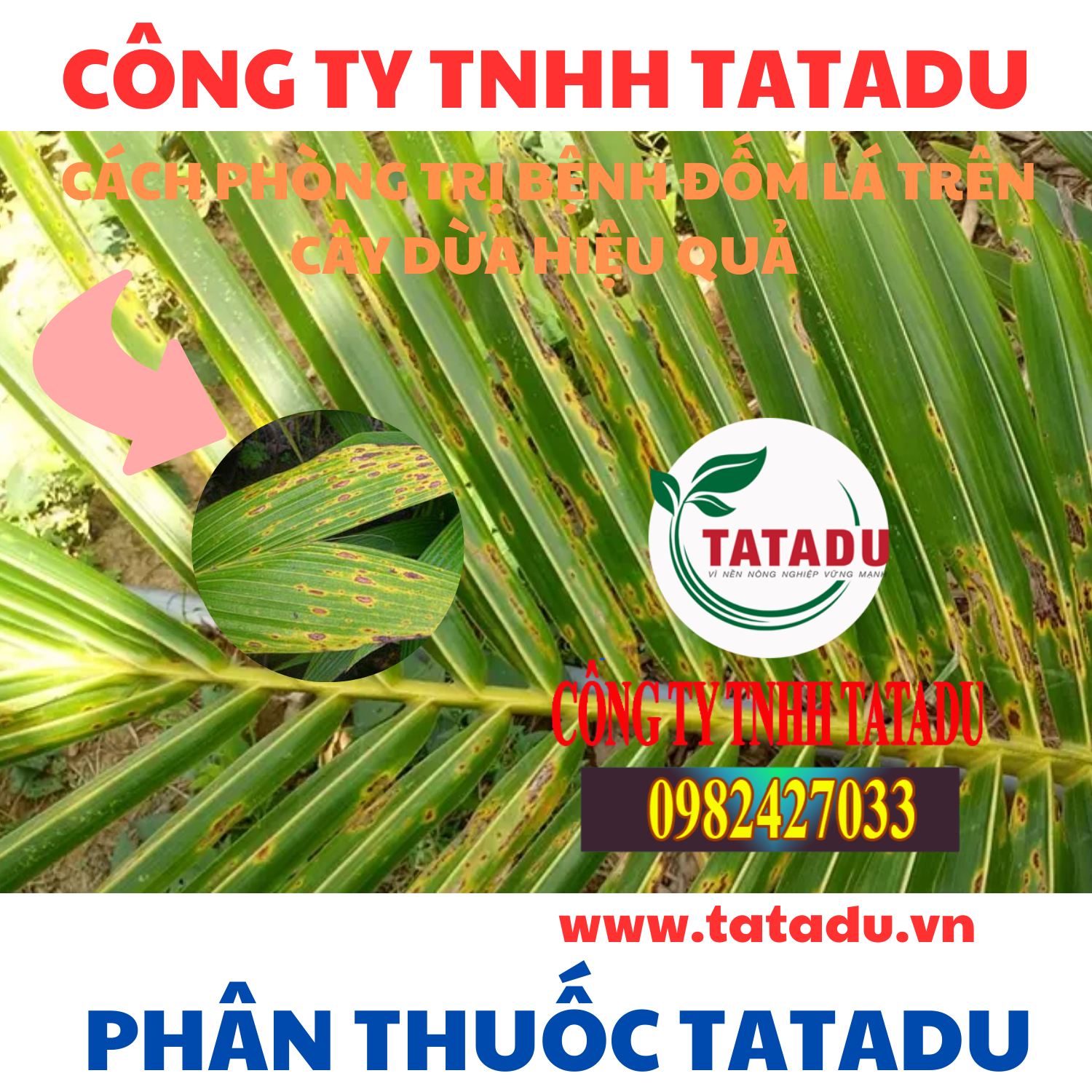 CACH PHONG TRI BENH DOM LA TREN CAY DUA HIEU QUA