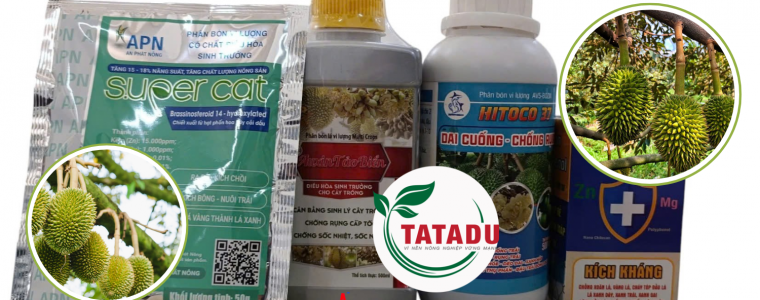 DUONG TRAI SAU RIENG GIAI DOAN 10 40 NGAY TUOI