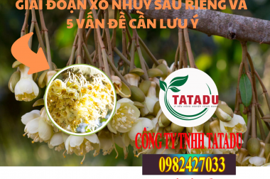 GIAI ĐOẠN XỔ NHỤY SẦU RIÊNG VÀ 5 VẤN ĐỀ CẦN LƯU Ý