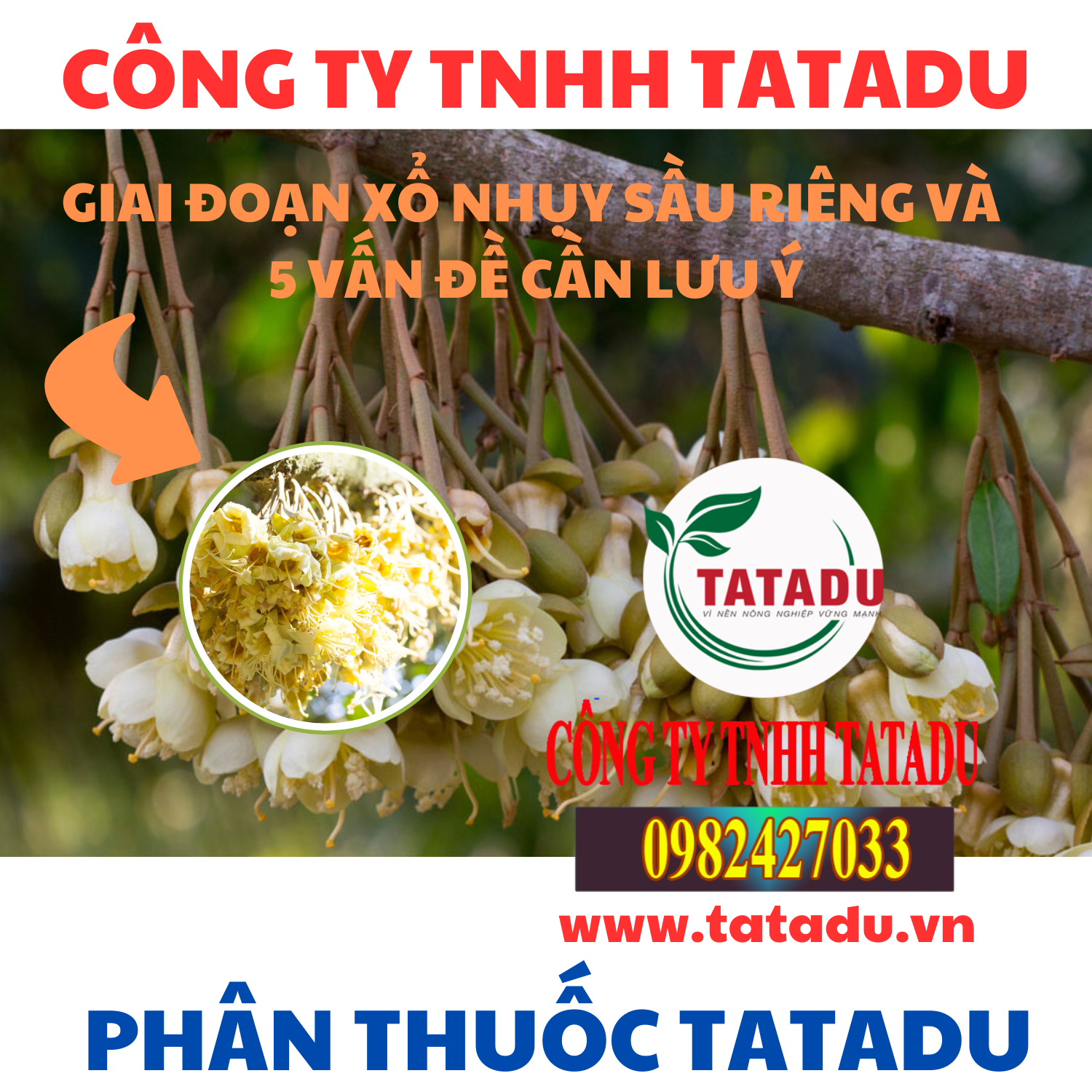 GIAI DOAN XO NHUY SAU RIENG VA 5 VAN DE CAN LUU Y