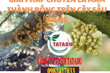 GIẢI PHÁP CHUYỂN LÁ MẦM THÀNH BÔNG – CÔNG TY AN PHÁT NÔNG