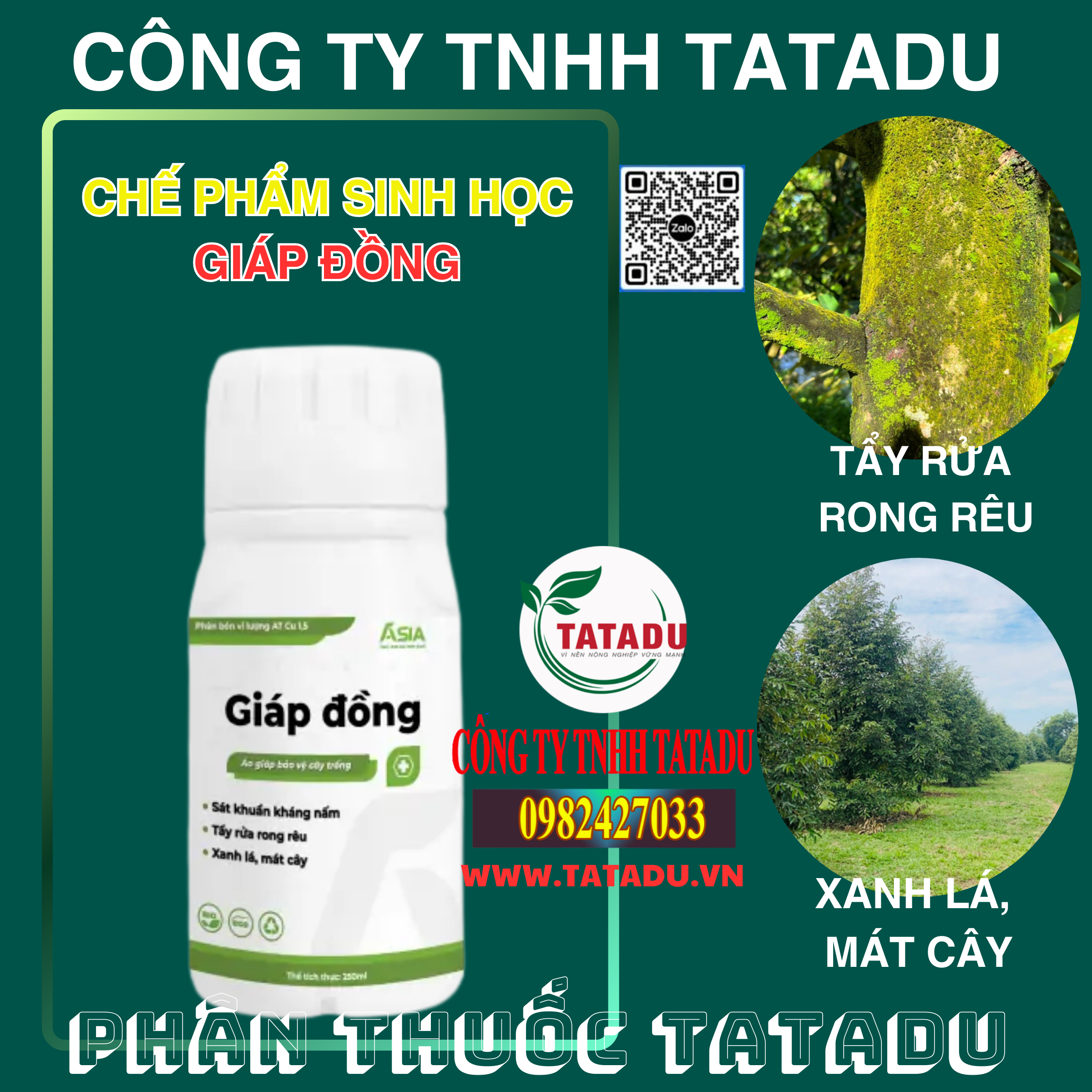 GIAP DONG ASIA TAY RUA RONG REU XANH LA MAT CAY GIAP DONG ASIA TAY RUA RONG REU XANH LA MAT CAY