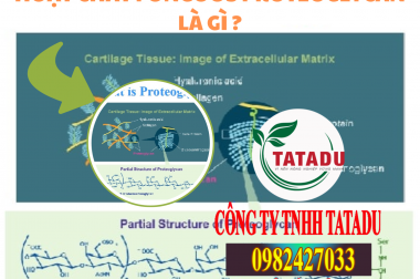 HOẠT CHẤT FUNGOUS PROTEOGLYCAN LÀ GÌ, TRỊ NHỮNG BỆNH NÀO ?