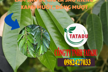 LÀM SAO ĐỂ GIỮ LÁ SẦU RIÊNG XANH MƯỚT, BÓNG MƯỢT
