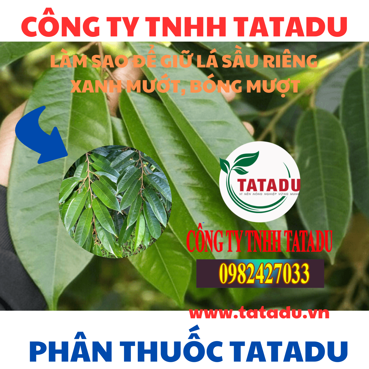 LAM SAO DE GIU LA SAU RIENG XANH MUOT BONG MUOT