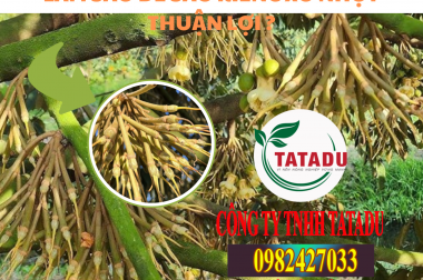 LÀM SAO ĐỂ SẦU RIÊNG XỔ NHỤY THUẬN LỢI ?