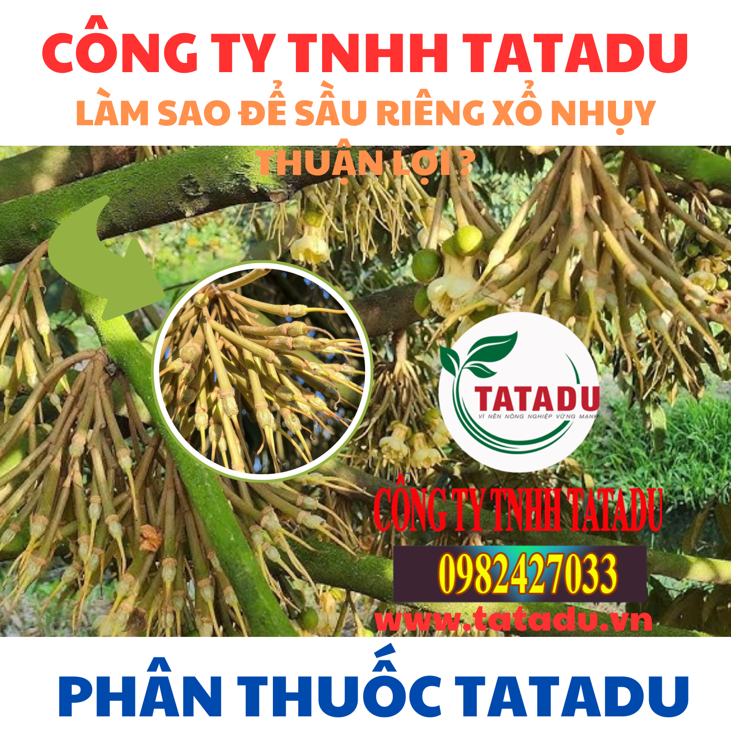 LAM SAO DE SAU RIENG XO NHUY THUAN LOI