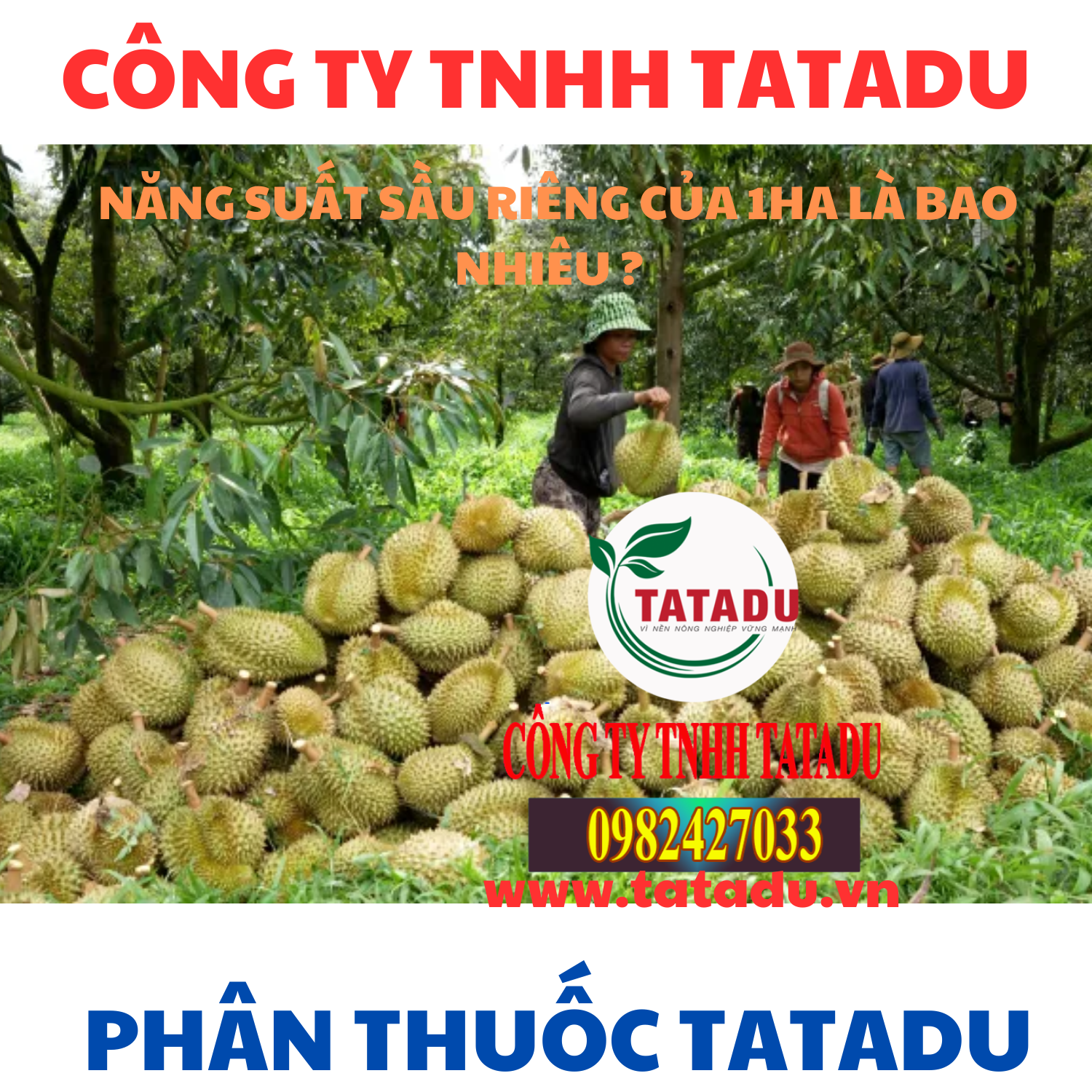 NANG SUAT SAU RIENG CUA 1HA LA BAO NHIEU