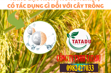 NANO BẠC TRONG NÔNG NGHIỆP, CÓ TÁC DỤNG GÌ ĐỐI VỚI CÂY TRỒNG