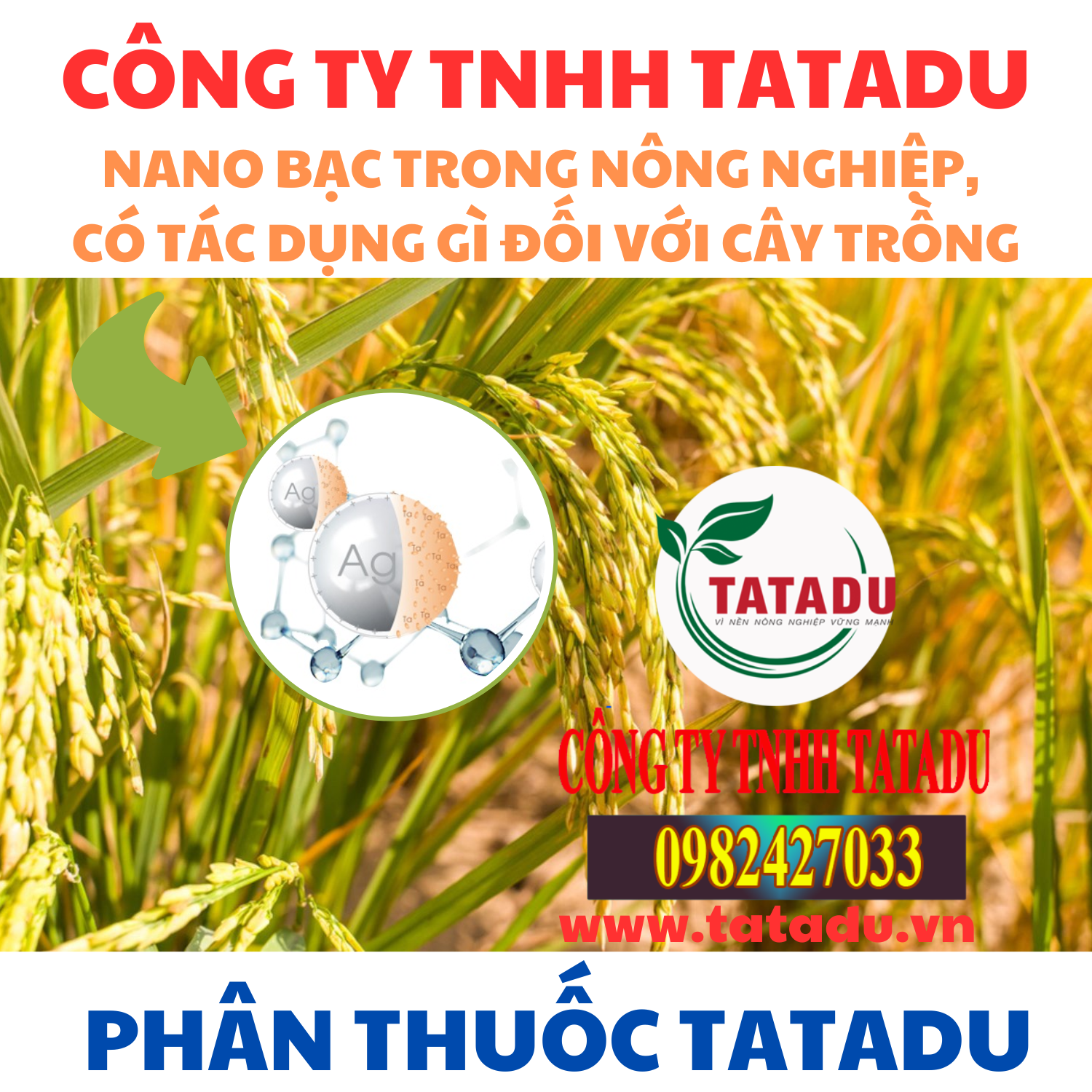 NANO BAC TRONG NONG NGHIEP CO TAC DUNG GI DOI VOI CAY TRONG