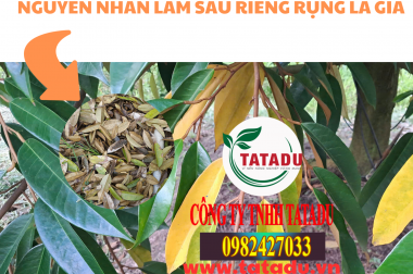 NGUYÊN NHÂN LÀM SẦU RIÊNG RỤNG LÁ GIÀ – CÔNG TY AN PHÁT NÔNG
