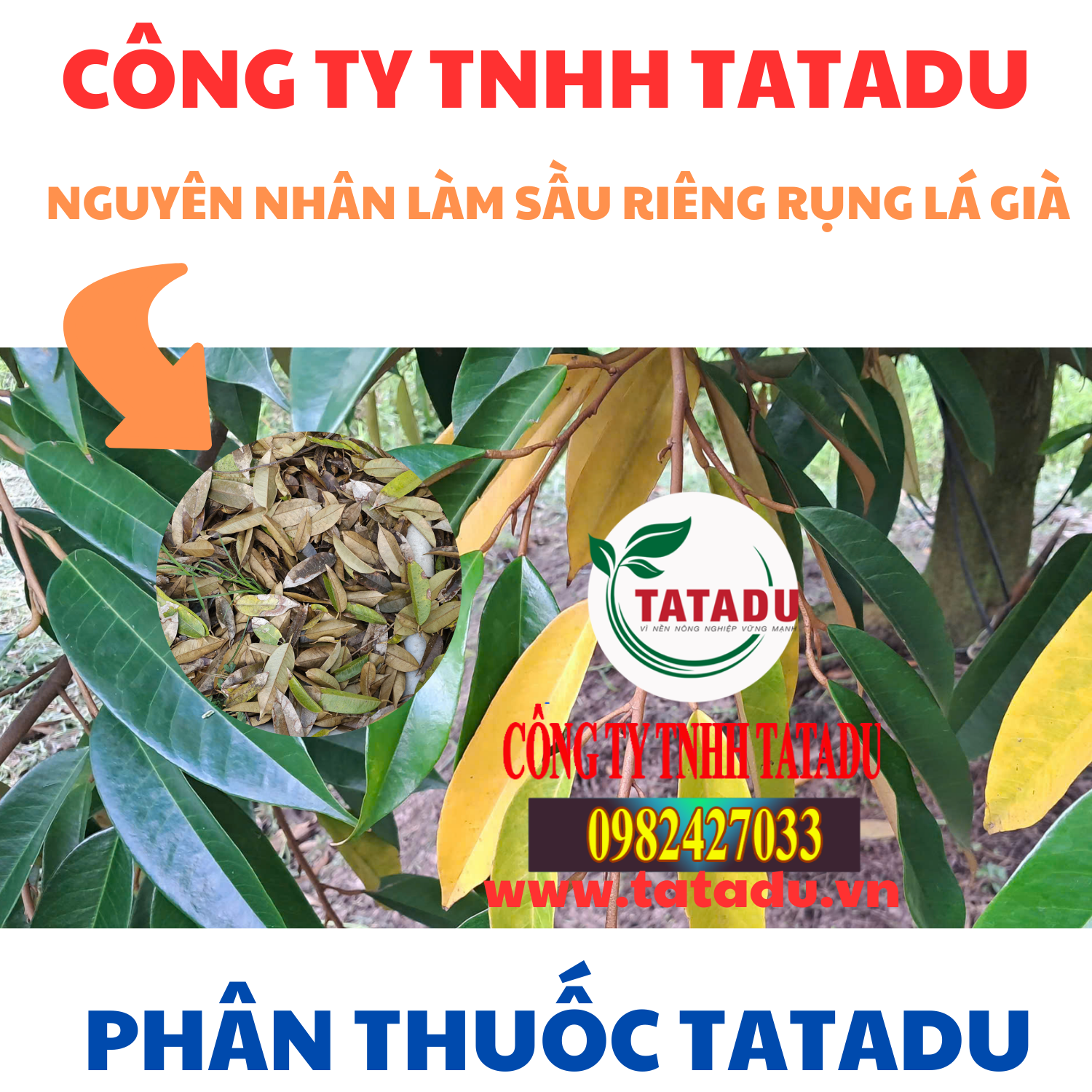 NGUYEN NHAN LAM SAU RIENG RUNG LA GIA NGUYEN NHAN LAM SAU RIENG RUNG LA GIA