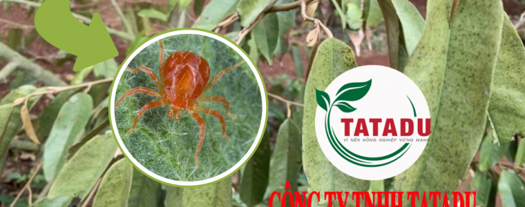 NHEN DO TAN CONG CAY SAU RIENG CACH NHAN BIET VA PHONG TRI
