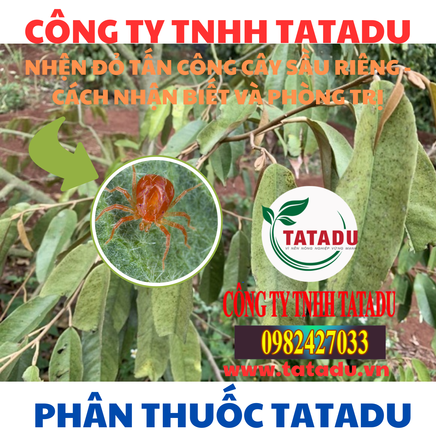 NHEN DO TAN CONG CAY SAU RIENG CACH NHAN BIET VA PHONG TRI
