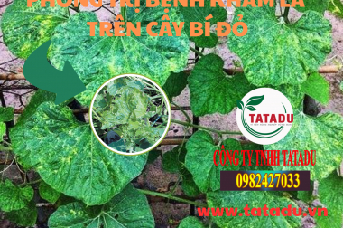 PHÒNG TRỊ BỆNH KHẢM LÁ TRÊN CÂY BÍ ĐỎ