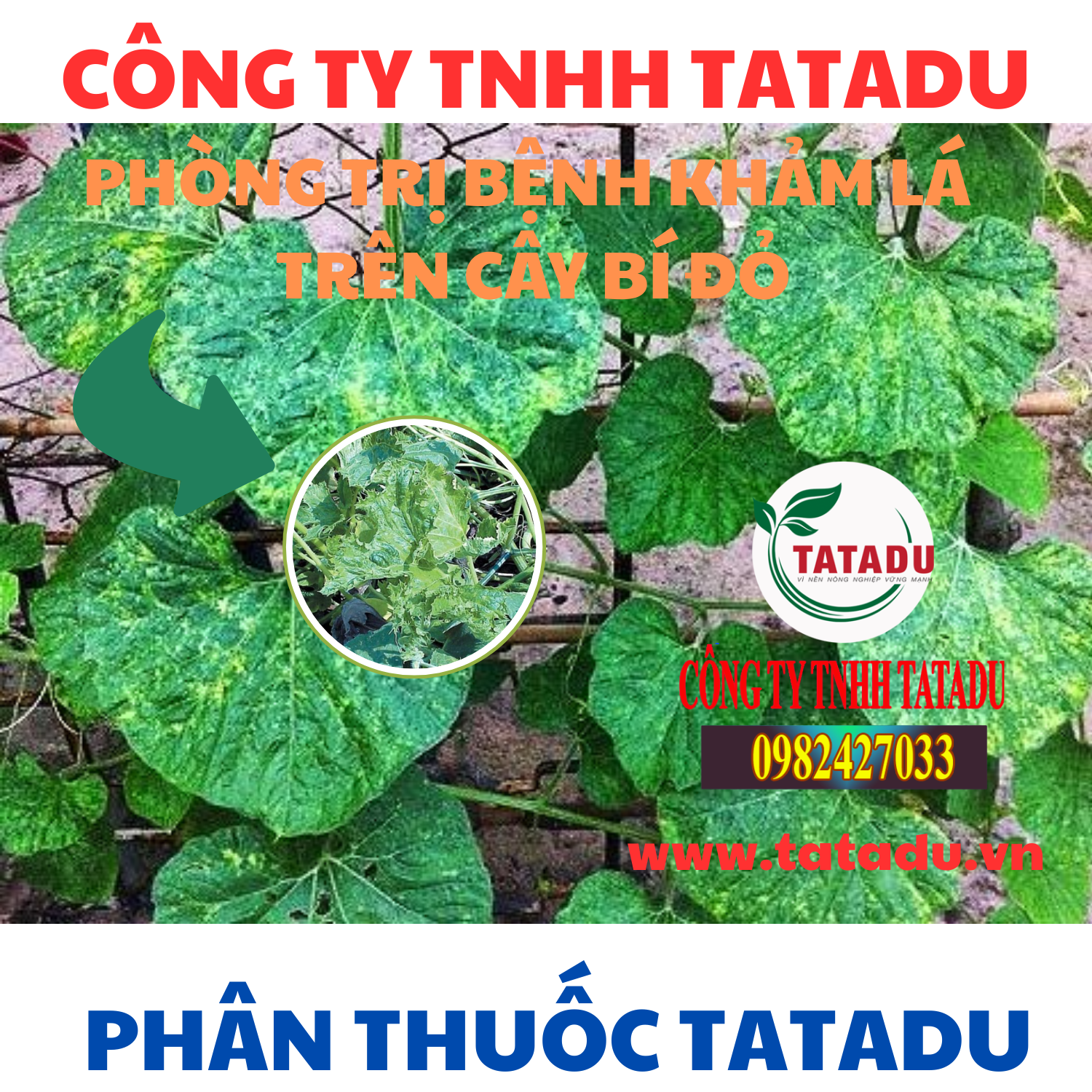 PHONG TRI BENH KHAM LA TREN CAY BI DO