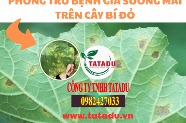 PHÒNG TRỪ BỆNH GIẢ SƯƠNG MAI TRÊN CÂY BÍ ĐỎ