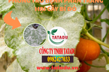PHÒNG TRỪ BỆNH PHẤN TRẮNG HẠI CÂY BÍ ĐỎ