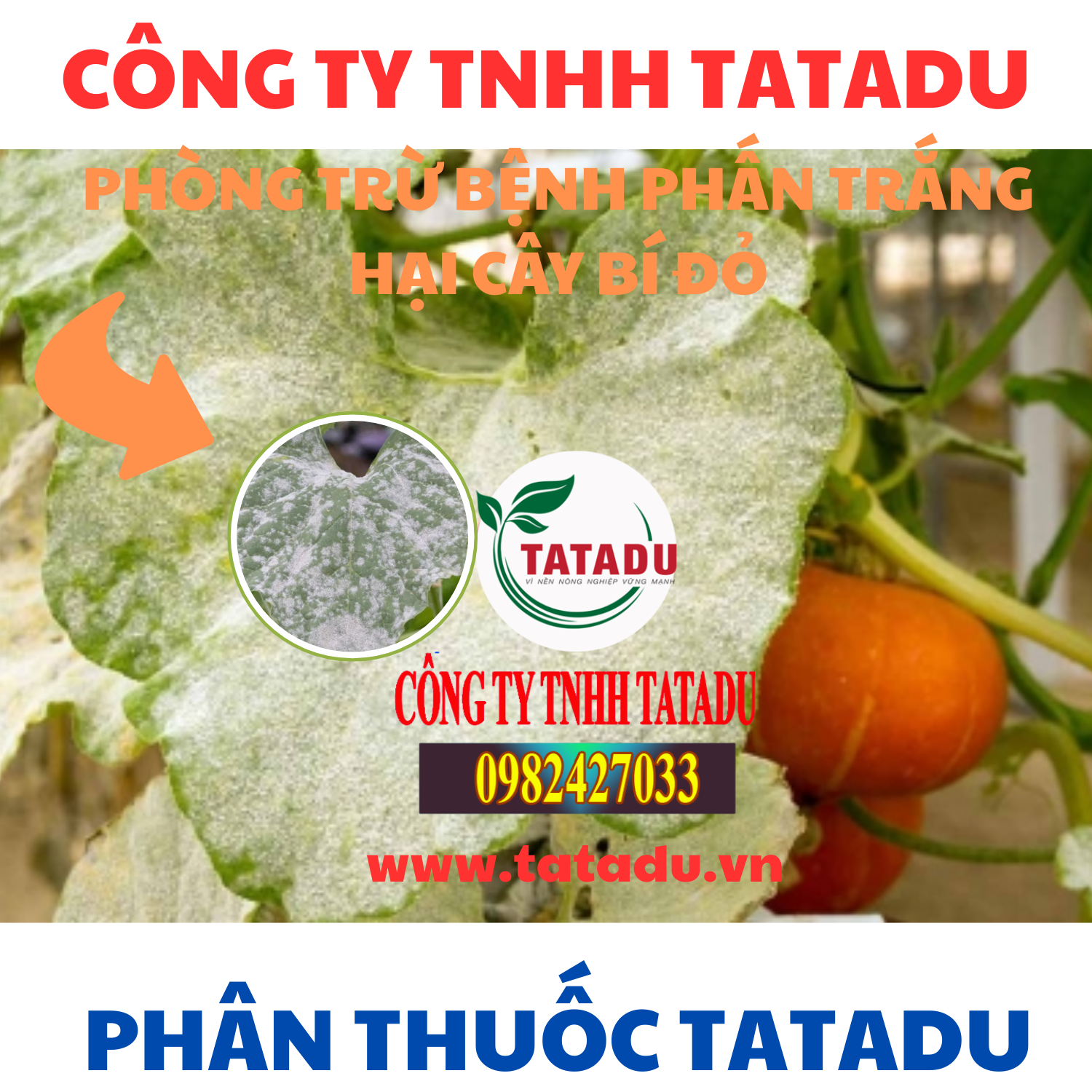 PHONG TRU BENH PHAN TRANG HAI CAY BI DO