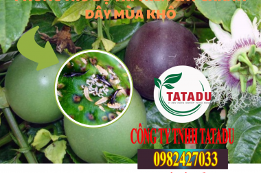 PHÒNG TRỪ BỌ TRĨ TRÊN CÂY CHANH DÂY MÙA KHÔ