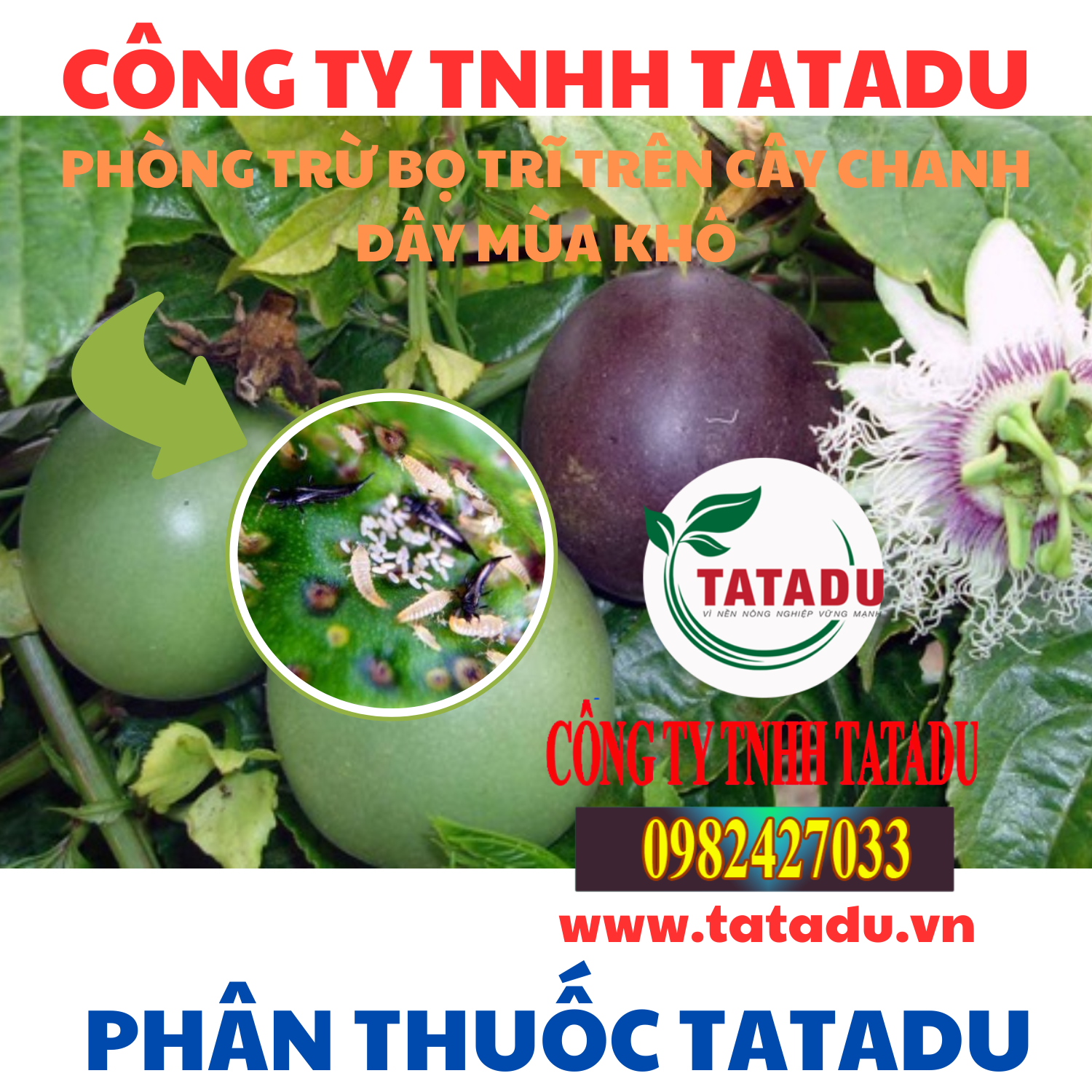 PHONG TRU BO TRI TREN CAY CHANH DAY MUA KHO