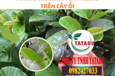 PHÒNG TRỪ RẦY PHẤN TRẮNG TRÊN CÂY ỔI