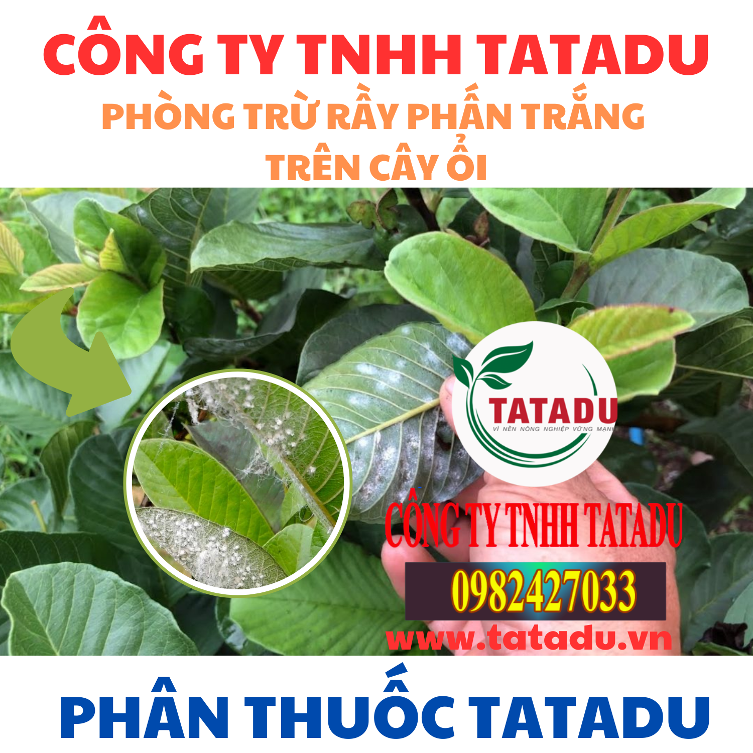 PHONG TRU RAY PHAN TRANG TREN CAY OI