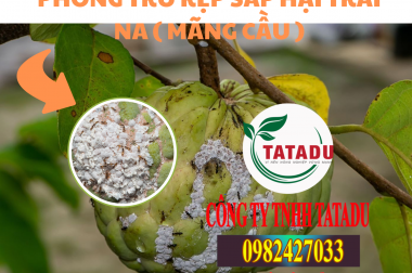 PHÒNG TRỪ RỆP SÁP HẠI TRÁI NA ( MÃNG CẦU )