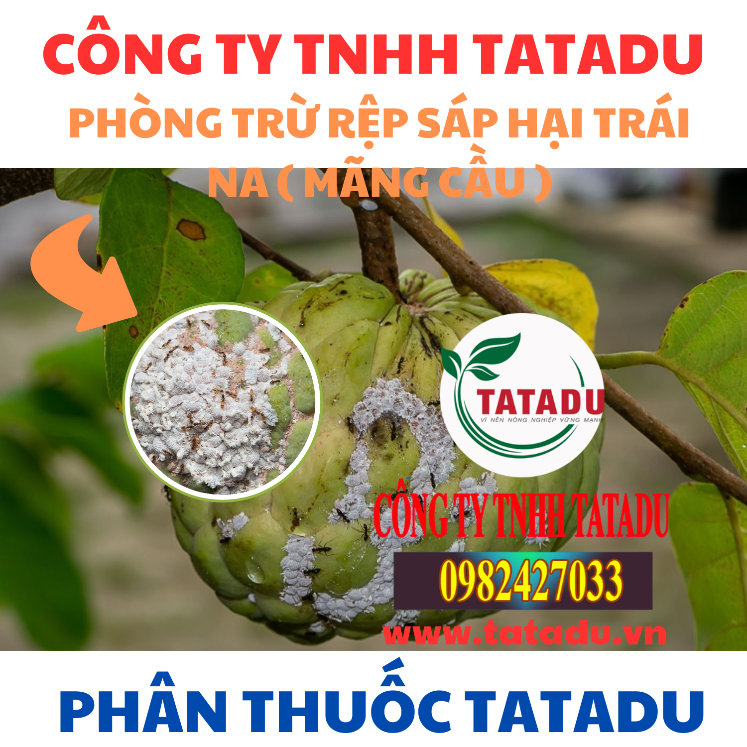 PHONG TRU REP SAP HAI TRAI NA MANG CAU