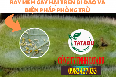 RẦY MỀM GÂY HẠI TRÊN BÍ ĐAO VÀ BIỆN PHÁP PHÒNG TRỪ