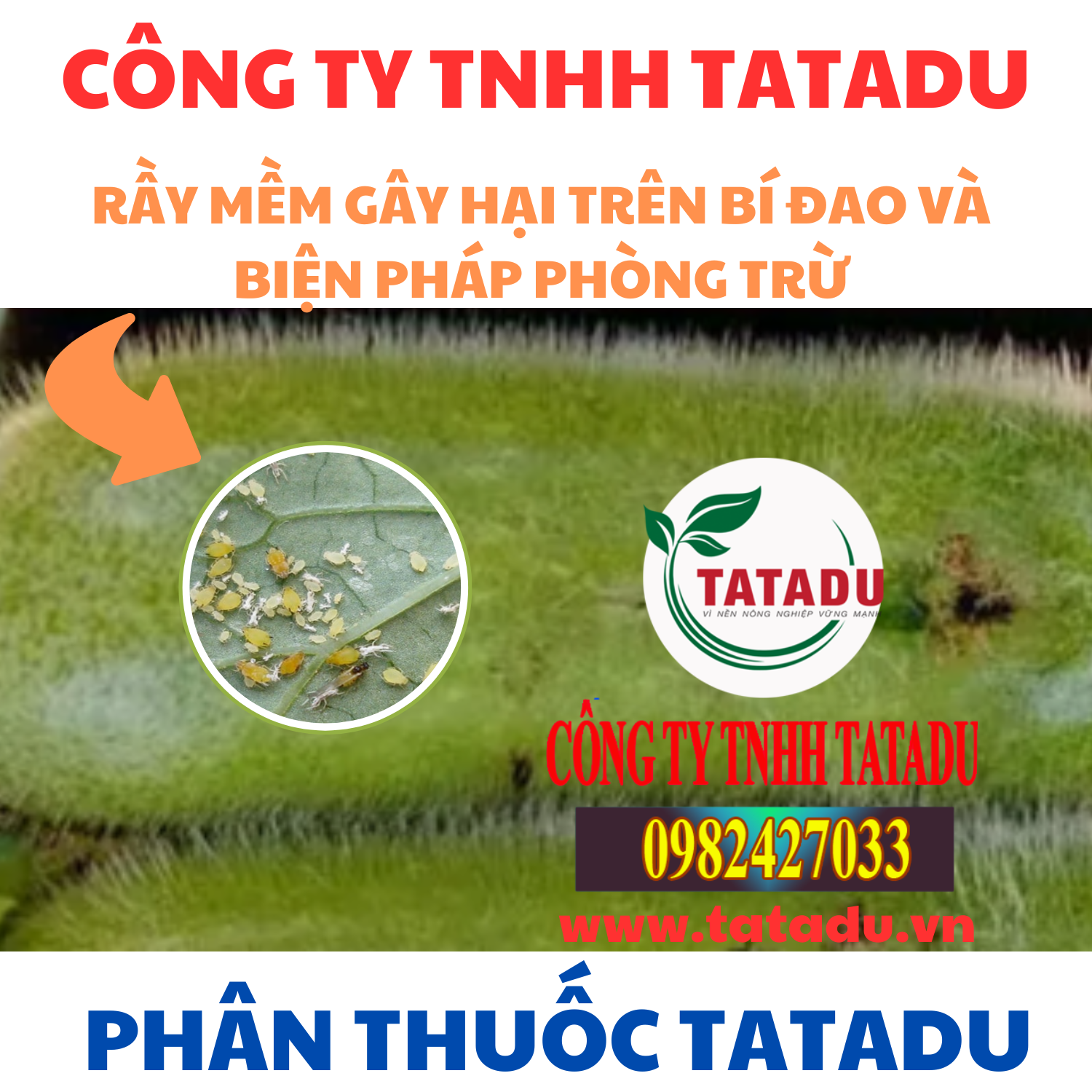 RAY MEM GAY HAI TREN BI DAO VA BIEN PHAP PHONG TRU