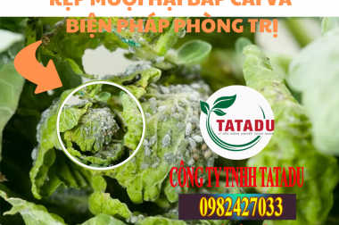 RỆP MUỘI HẠI BẮP CẢI VÀ BIỆN PHÁP PHÒNG TRỊ