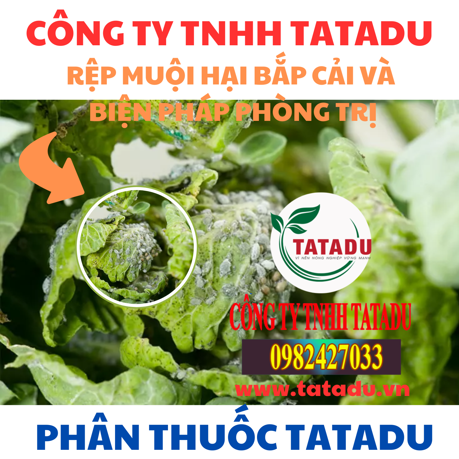 REP MUOI HAI BAP CAI VA BIEN PHAP PHONG TRI