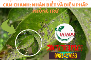 RỆP SÁP VẢY ĐEN GÂY HẠI TRÊN CÂY CAM CHANH: NHẬN BIẾT VÀ BIỆN PHÁP PHÒNG TRỪ
