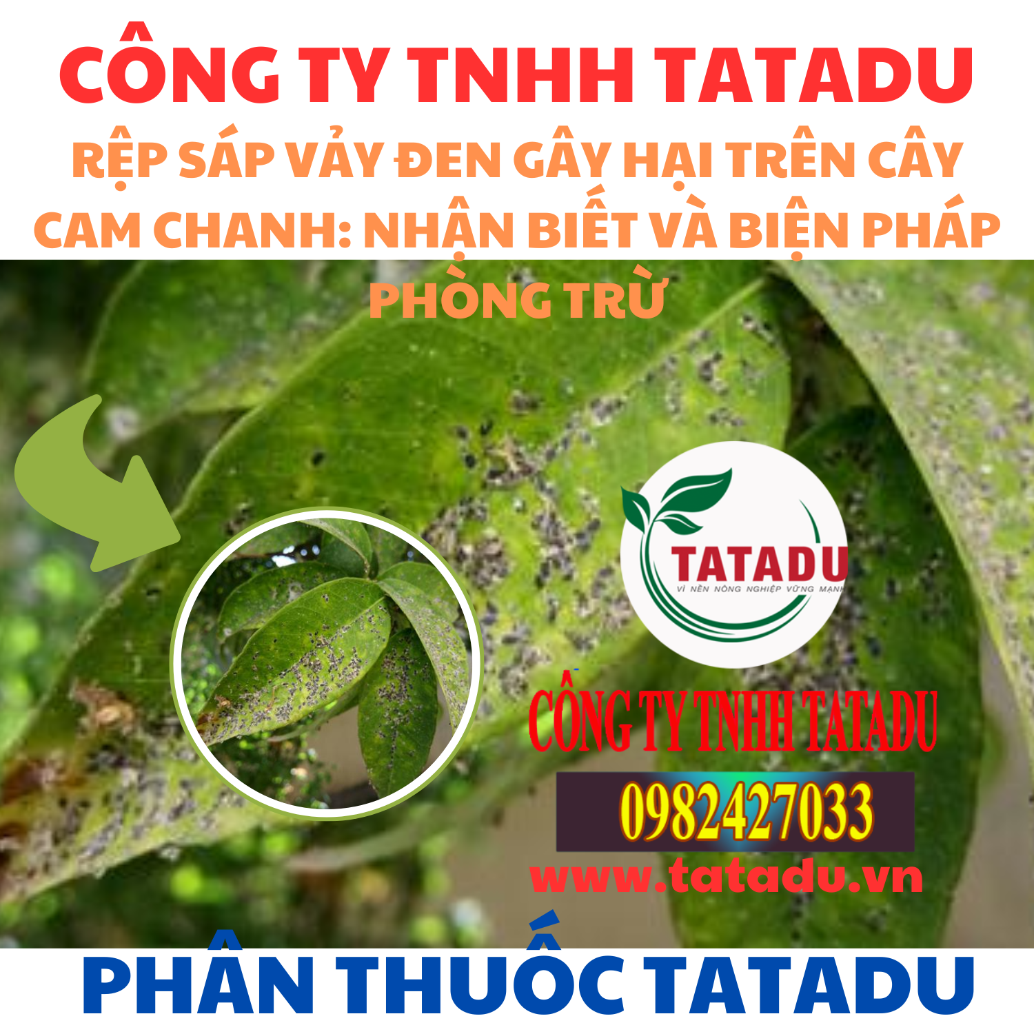 REP SAP VAY DEN GAY HAI TREN CAY CAM CHANH NHAN BIET VA BIEN PHAP PHONG TRU