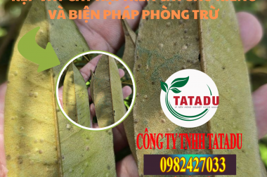 RỆP VẢY GÂY HẠI TRÊN CÂY SẦU RIÊNG VÀ BIỆN PHÁP PHÒNG TRỪ