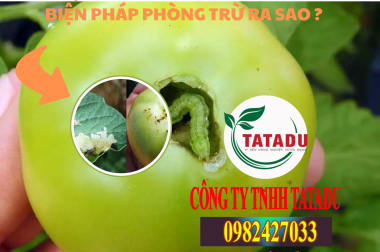 SÂU ĐỤC TRÁI CÀ CHUA NHƯ THẾ NÀO ? BIỆN PHÁP PHÒNG TRỪ RA SAO ?
