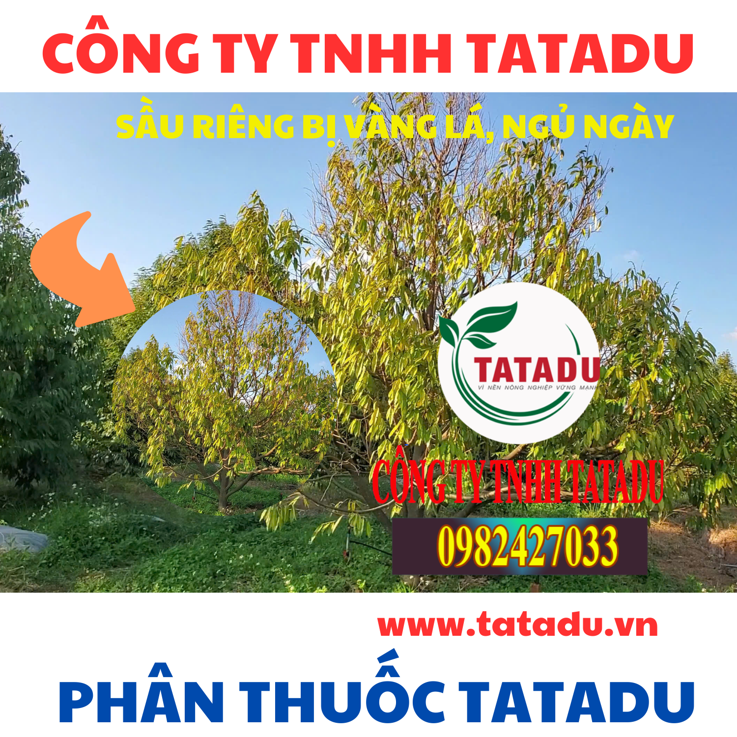 SAU RIENG BI VANG LA NGU NGAY