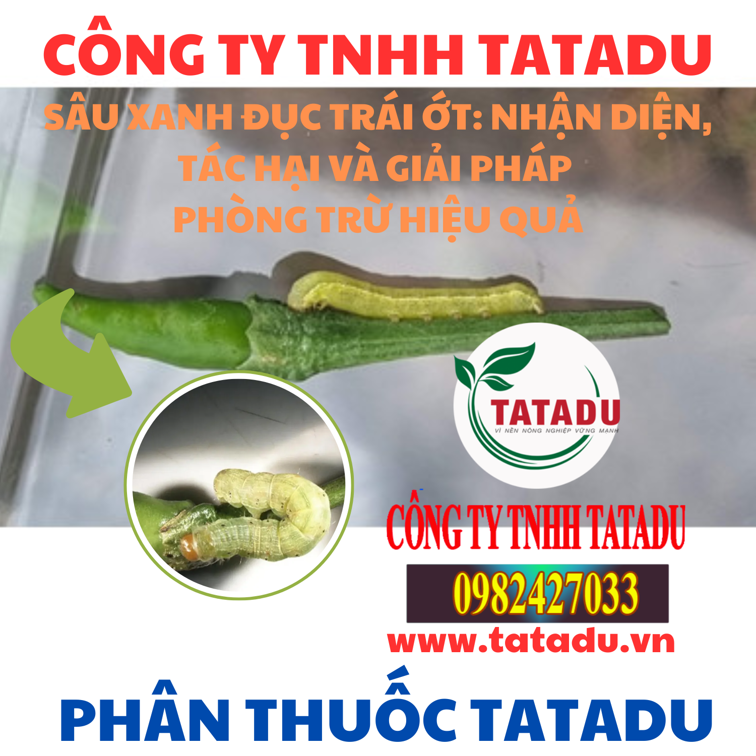 SAU XANH DUC TRAI OT NHAN DIEN TAC HAI VA GIAI PHAP PHONG TRU HIEU QUA 1