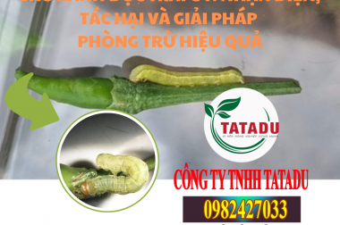 SÂU XANH ĐỤC TRÁI ỚT: NHẬN DIỆN, TÁC HẠI VÀ GIẢI PHÁP PHÒNG TRỪ HIỆU QUẢ