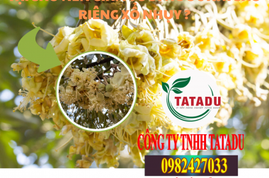 TẠI SAO NÊN GIẢM TƯỚI NƯỚC KHI SẦU RIÊNG XỔ NHỤY ?