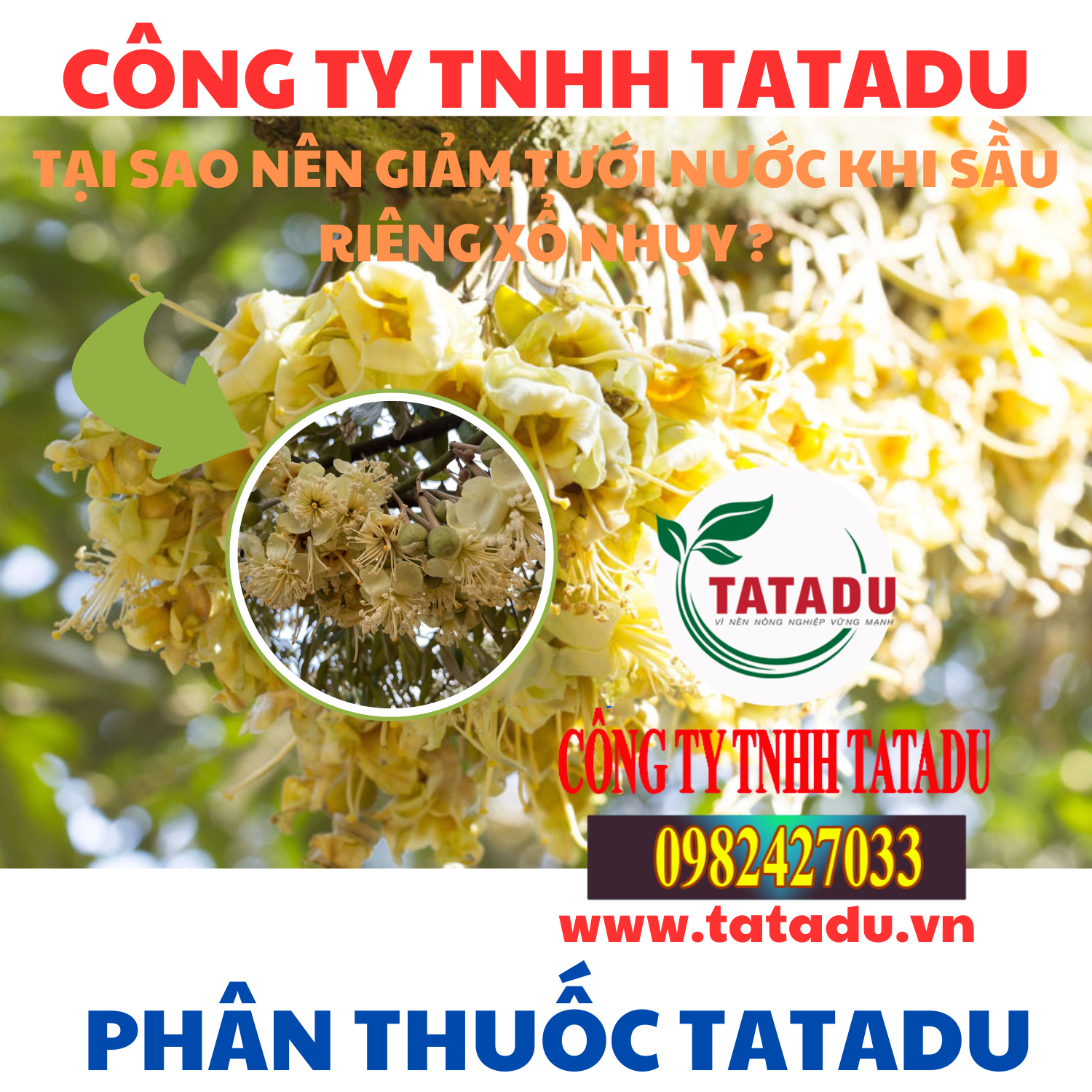 TAI SAO NEN GIAM TUOI NUOC KHI SAU RIENG XO NHUY