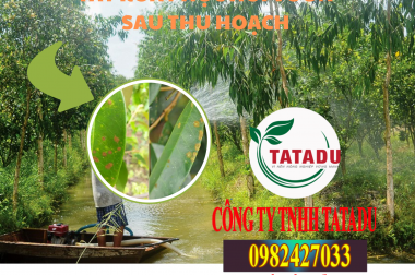 TẨY RỬA PHỤC HỒI VƯỜN SAU THU HOẠCH