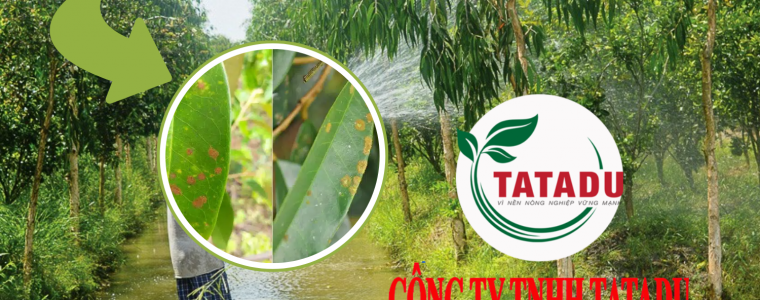 TAY RUA PHUC HOI VUON SAU THU HOACH