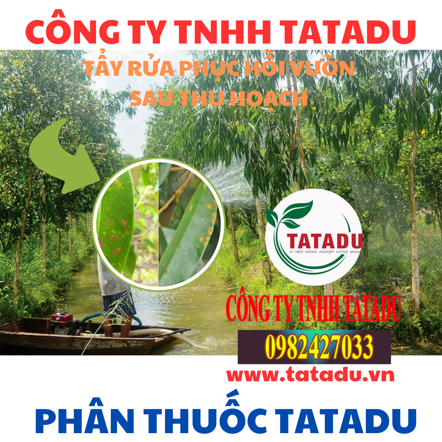 TAY RUA PHUC HOI VUON SAU THU HOACH