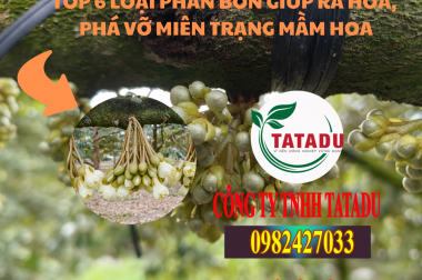 TOP 6 LOẠI PHÂN BÓN GIÚP RA HOA, PHÁ VỠ MIÊN TRẠNG MẦM HOA