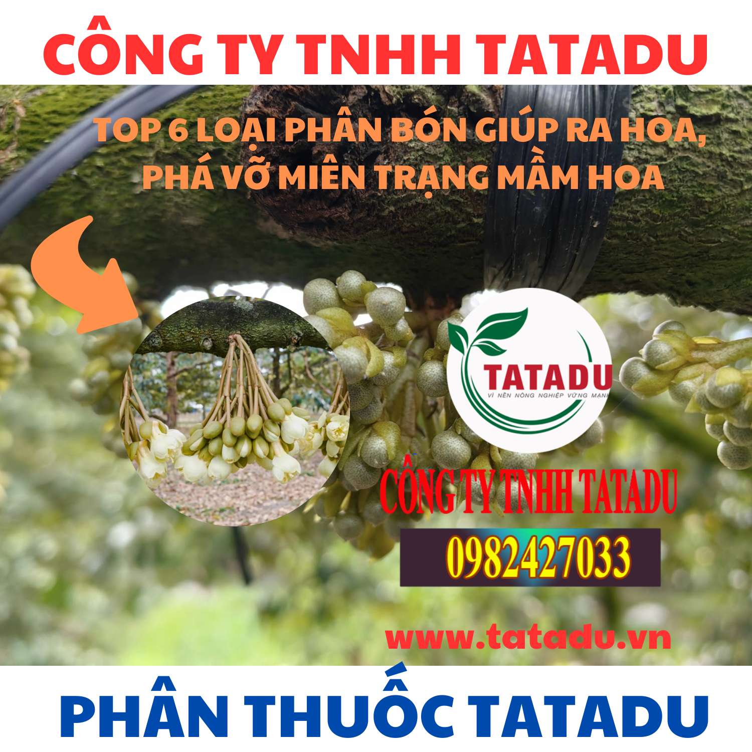 TOP 6 LOAI PHAN BON GIUP RA HOA PHA VO MIEN TRANG MAM HOA